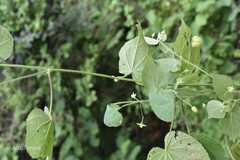 Abutilon crispum